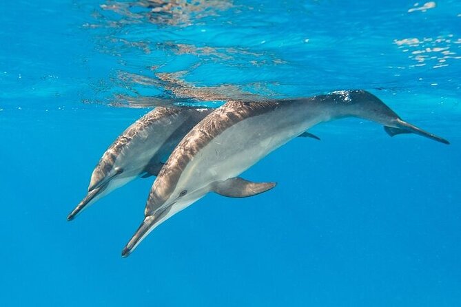 Explore Dolphin House: Samadai Reef Snorkeling Adventure by Boat from Marsa Alam-ME003