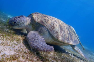 Explore the Underwater Wonders of Abu Dabab Beach in Marsa Alam