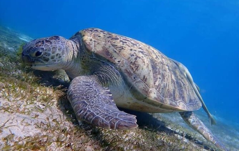 Explore the Underwater Wonders of Abu Dabab Beach in Marsa Alam-ME001